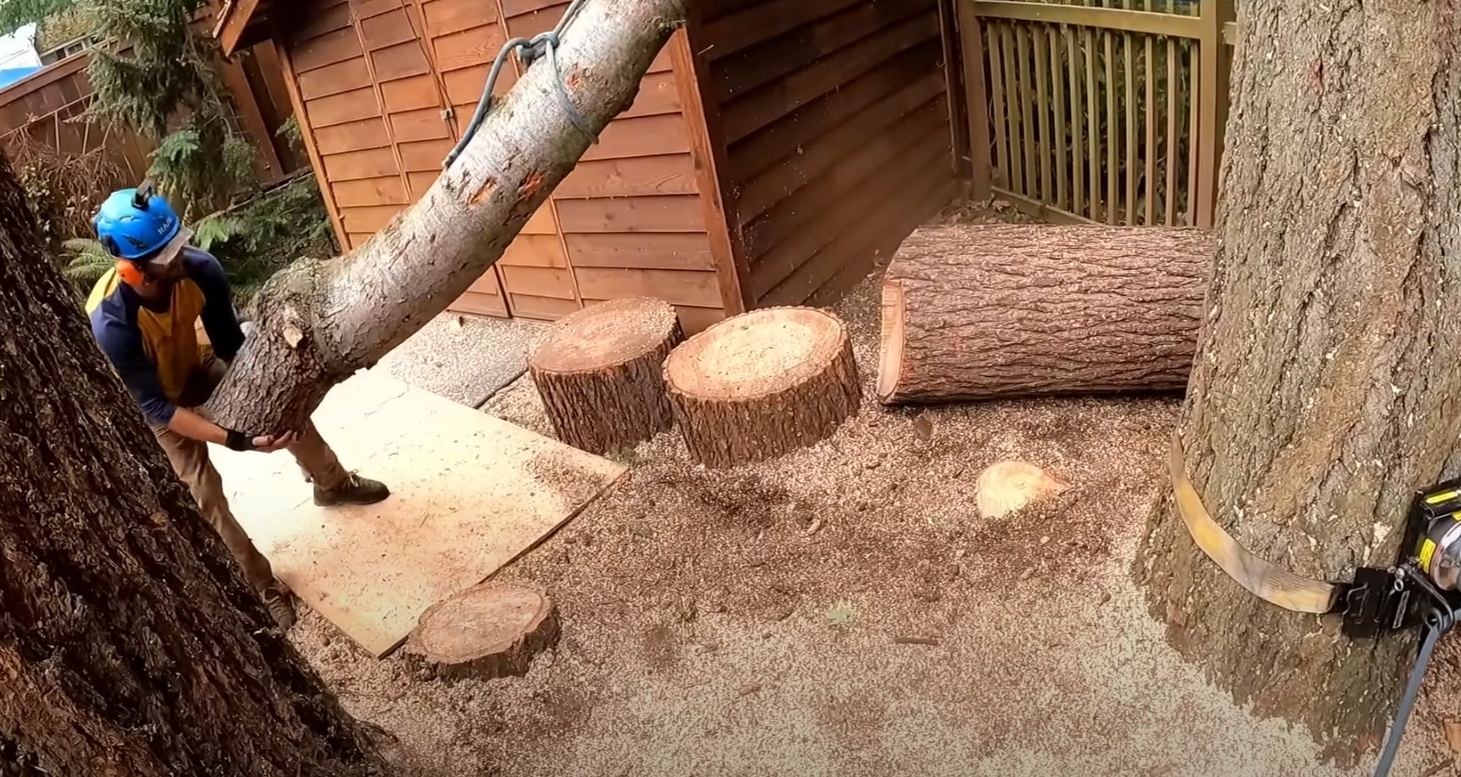 Shrub & Hedge Trimming service in Richfield, MN